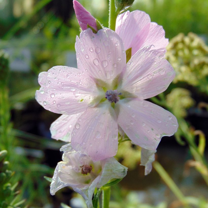 Sidalcea malviflora Elsie Heugh - Präriemalve (Flowering)