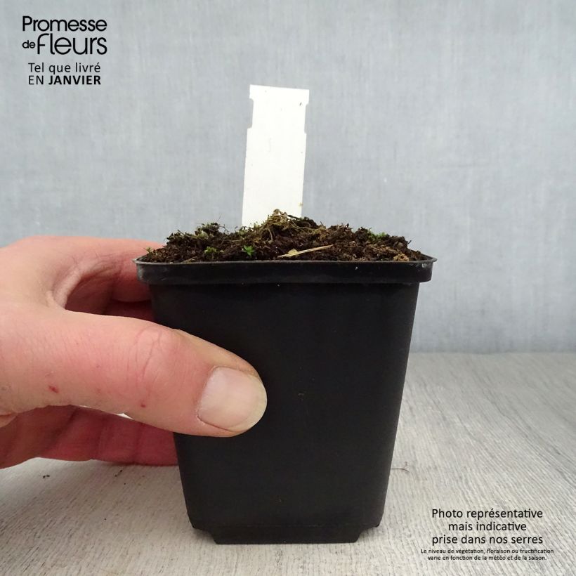 Exemplar von Sidalcea candida - Präriemalve Kleine Töpfe von 8/9 cm wie im Winter geliefert