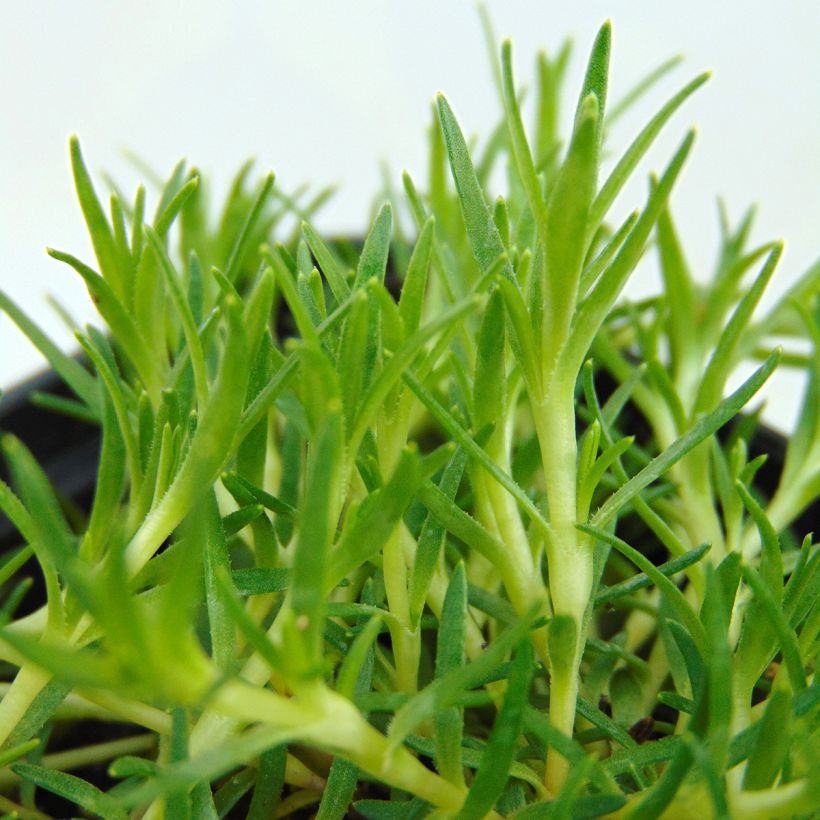 Stängelloses Leimkraut - Silene acaulis (Foliage)