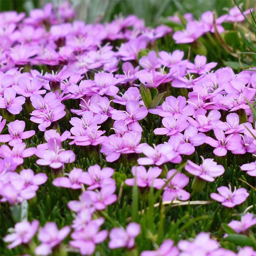 Stängelloses Leimkraut - Silene acaulis (Flowering)