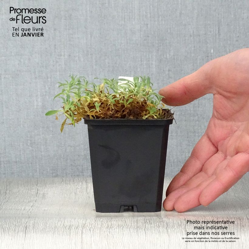 Exemplar von Klippen-Leimkraut Weisskehlchen - Silene uniflora Kleine Töpfe von 8/9 cm wie im Winter geliefert