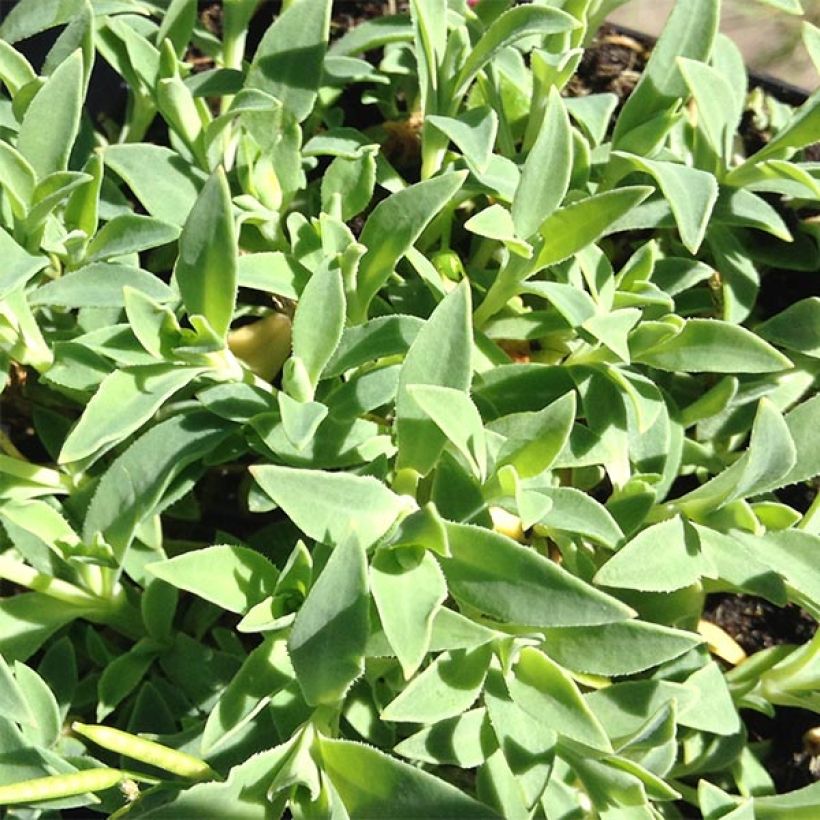 Klippen-Leimkraut Weisskehlchen - Silene uniflora (Foliage)