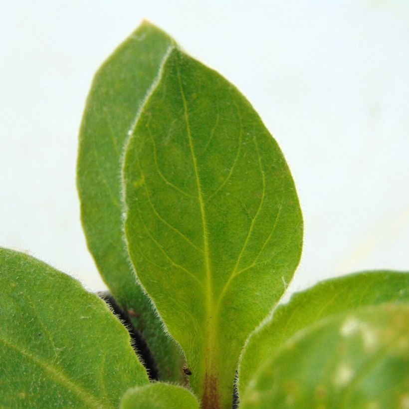 Lichtnelke Rollies Favorite - Silene robotii (Foliage)