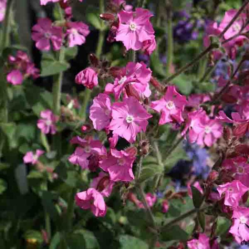 Lichtnelke Rollies Favorite - Silene robotii (Flowering)