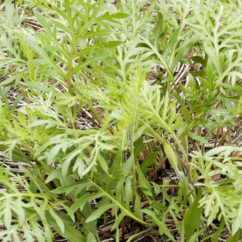 Silphium laciniatum - Kompaßpflanze (Foliage)