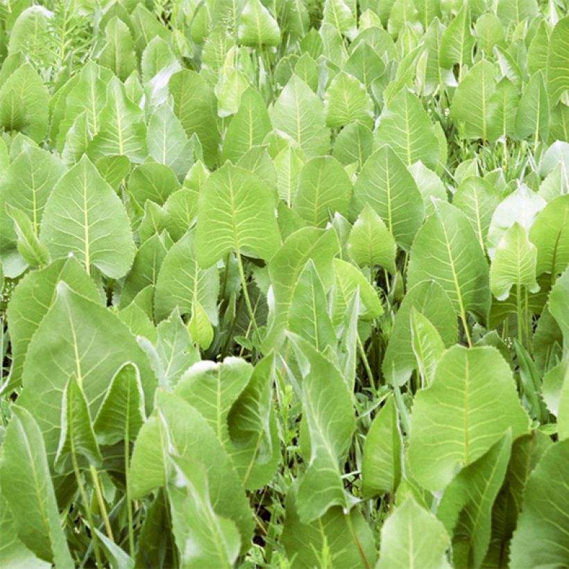 Silphium terebinthinaceum - Becherpflanze (Foliage)
