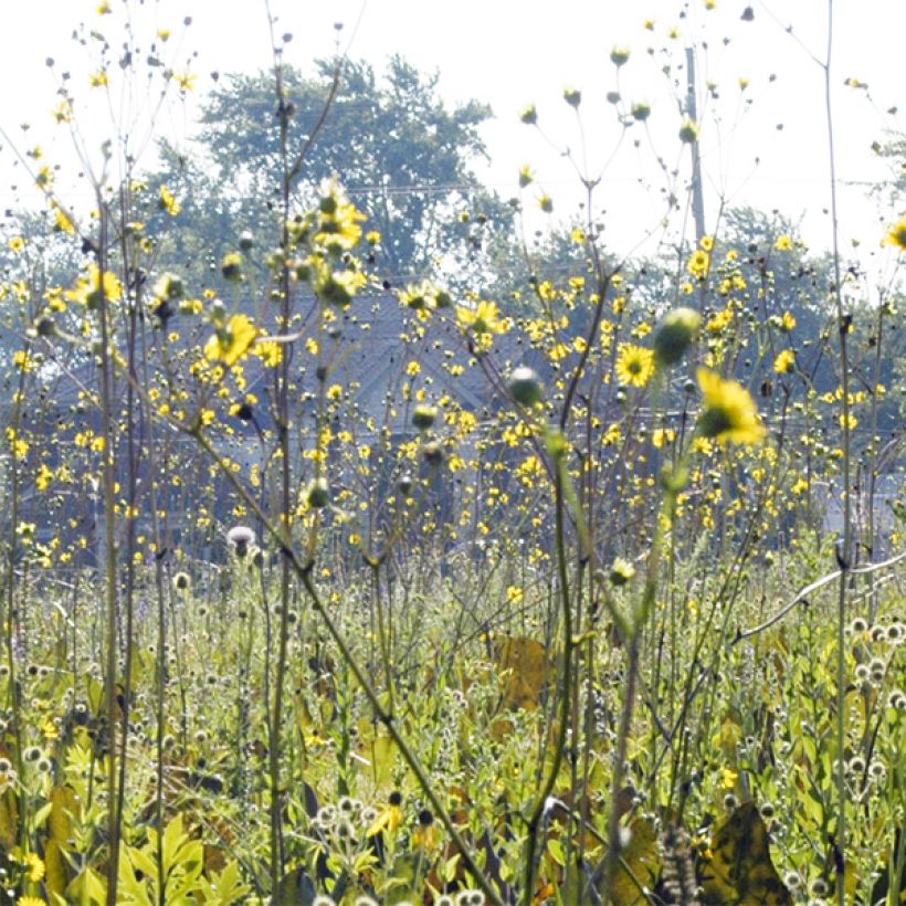 Silphium terebinthinaceum - Becherpflanze (Flowering)