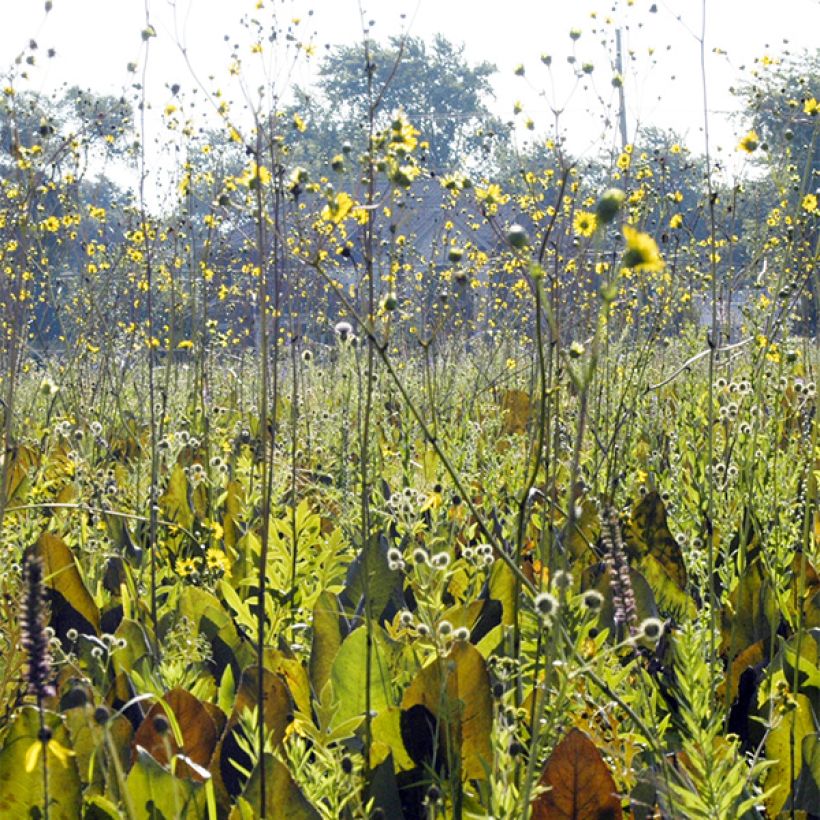 Silphium terebinthinaceum - Becherpflanze (Plant habit)