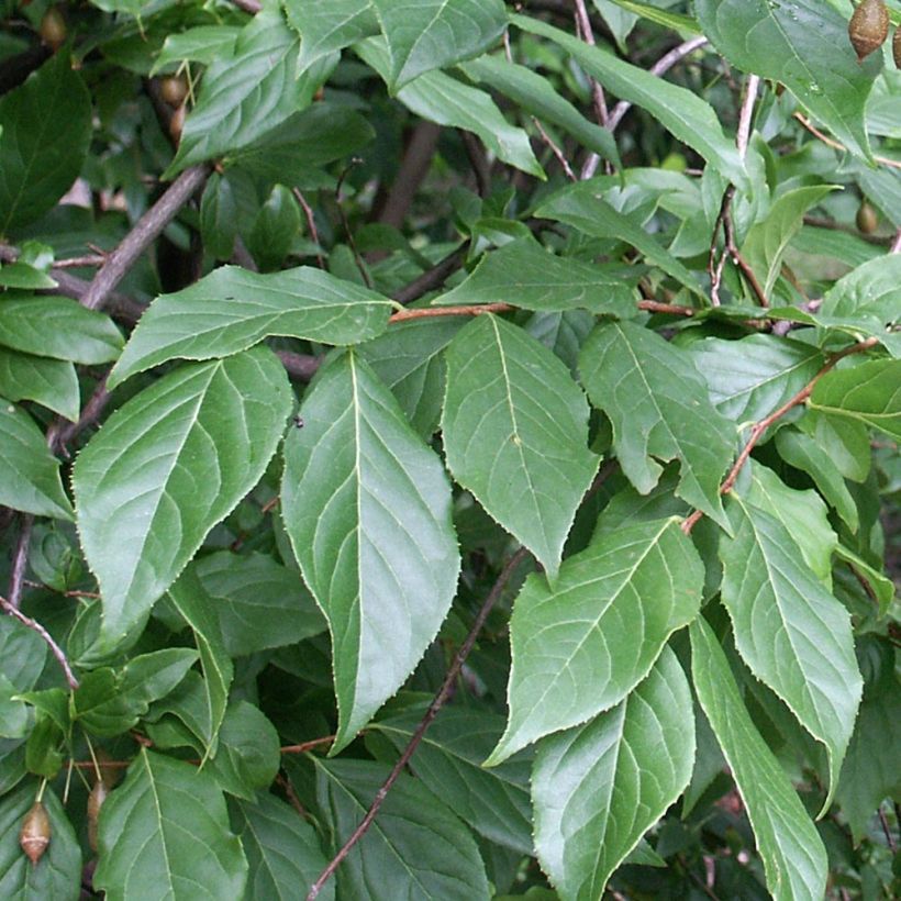 Sinojackia xylocarpa - Jacks-Baum (Foliage)
