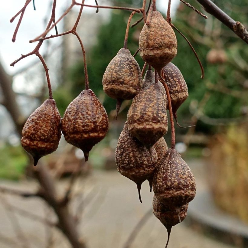 Sinojackia xylocarpa - Jacks-Baum (Harvest)