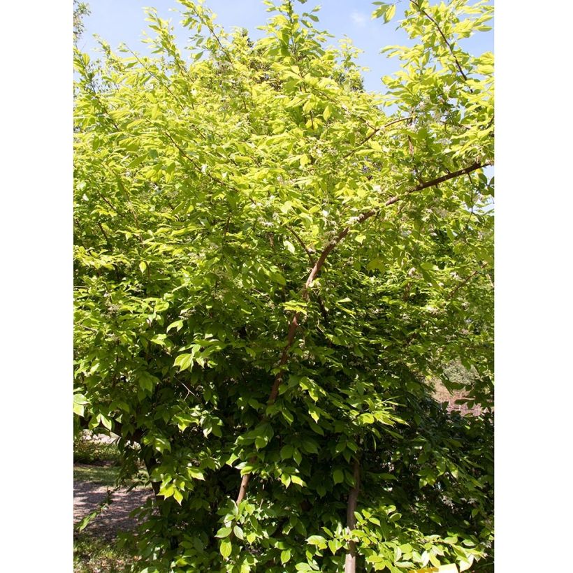 Sinojackia xylocarpa - Jacks-Baum (Plant habit)