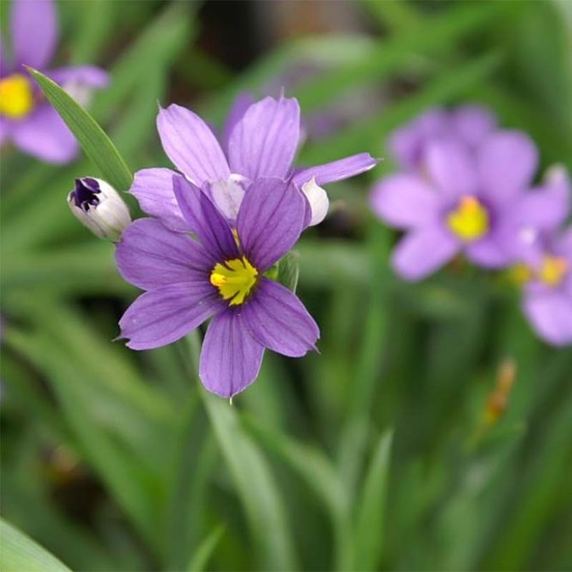 Sisyrinchium angustifolium Lucerne - Schmalblättriges Blauaugengras (Flowering)