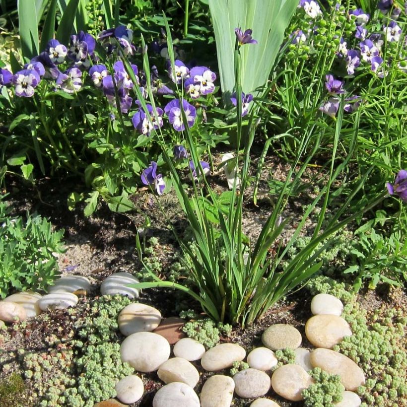Sisyrinchium angustifolium Lucerne - Schmalblättriges Blauaugengras (Plant habit)