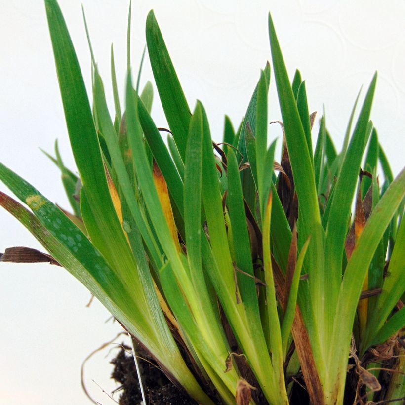 Sisyrinchium angustifolium Devon Skies - Schmalblättriges Blauaugengras (Foliage)