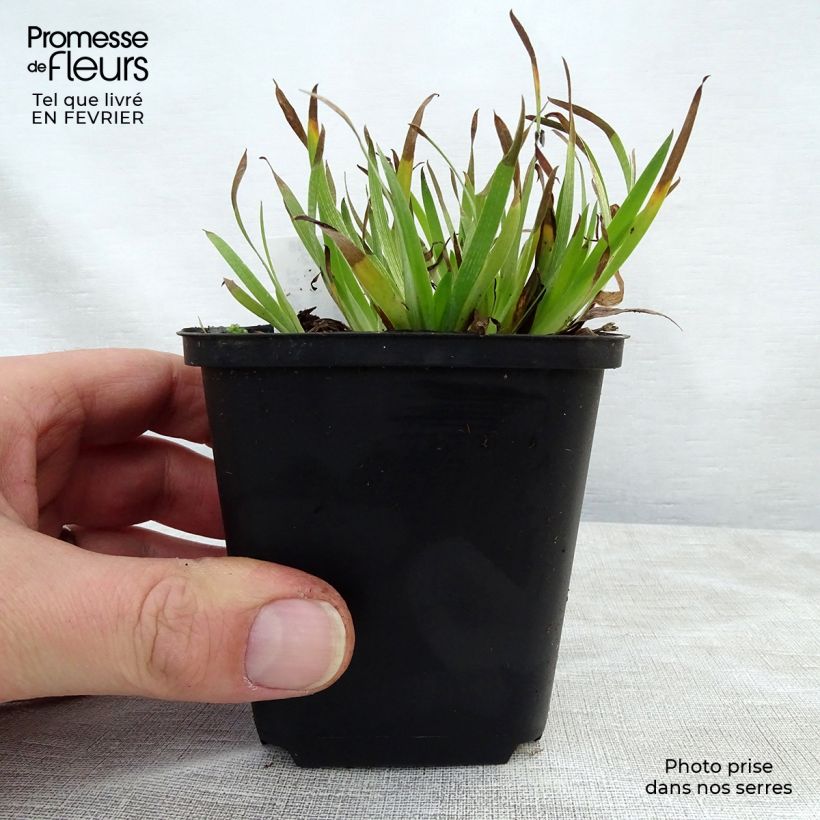 Exemplar von Sisyrinchium angustifolium Devon Skies - Schmalblättriges Blauaugengras Kleine Töpfe von 8/9 cm wie im Winter geliefert