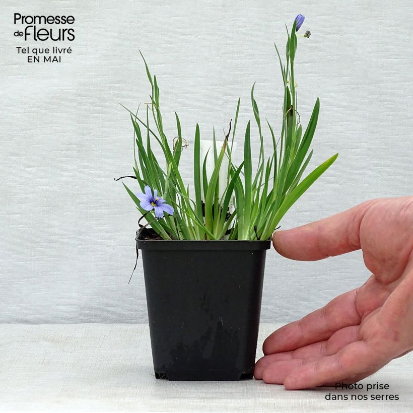 Exemplar von Sisyrinchium angustifolium Devon Skies - Schmalblättriges Blauaugengras Kleine Töpfe von 8/9 cm wie im Frühjahr geliefert