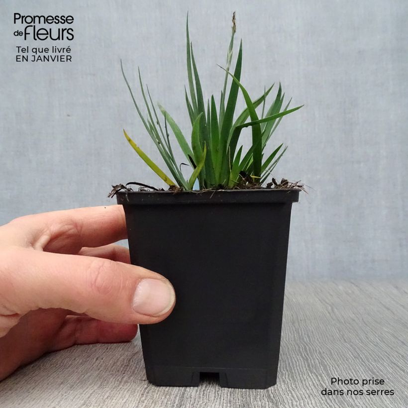 Exemplar von Sisyrinchium bellum - Binsenlilie Kleine Töpfe von 8/9 cm wie im Winter geliefert