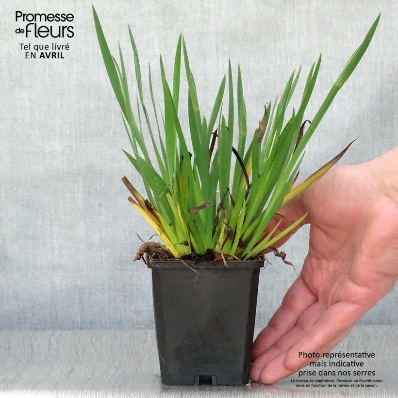 Exemplar von Sisyrinchium bellum - Binsenlilie Kleine Töpfe von 8/9 cm wie im Frühjahr geliefert