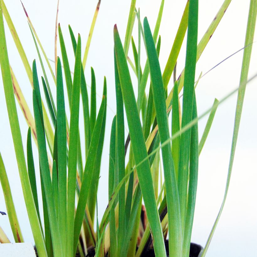 Sisyrinchium californicus - Binsenlilie (Foliage)