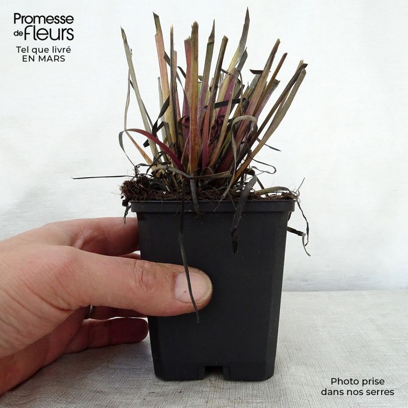 Exemplar von Sisyrinchium californicus - Binsenlilie Kleine Töpfe von 8/9 cm wie im Frühjahr geliefert