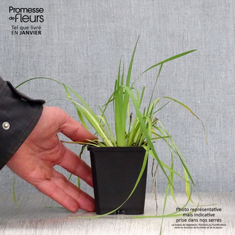 Exemplar von Sisyrinchium californicus - Binsenlilie Kleine Töpfe von 8/9 cm wie im Winter geliefert