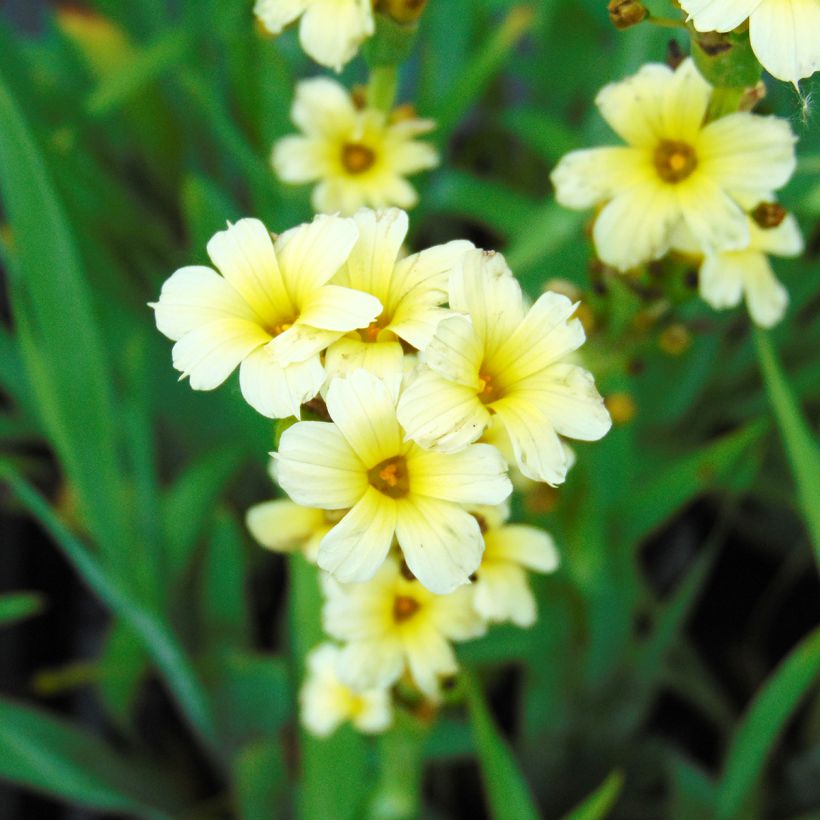Sisyrinchium striatum - Binsenlilie (Flowering)