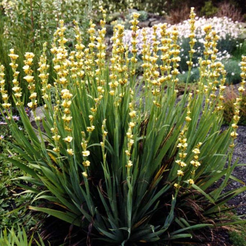 Sisyrinchium striatum - Binsenlilie (Plant habit)