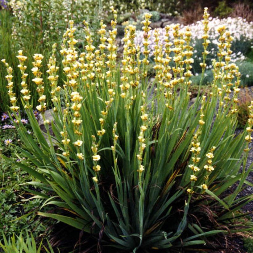Sisyrinchium striatum Aunt May - Binsenlilie (Plant habit)