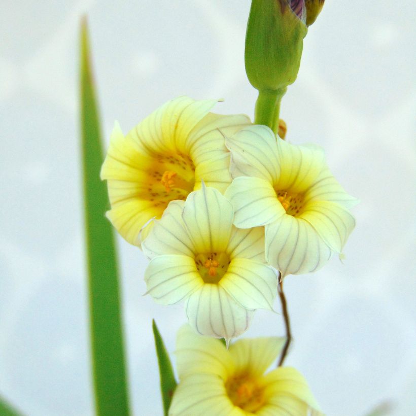 Sisyrinchium striatum - Binsenlilie (Foliage)