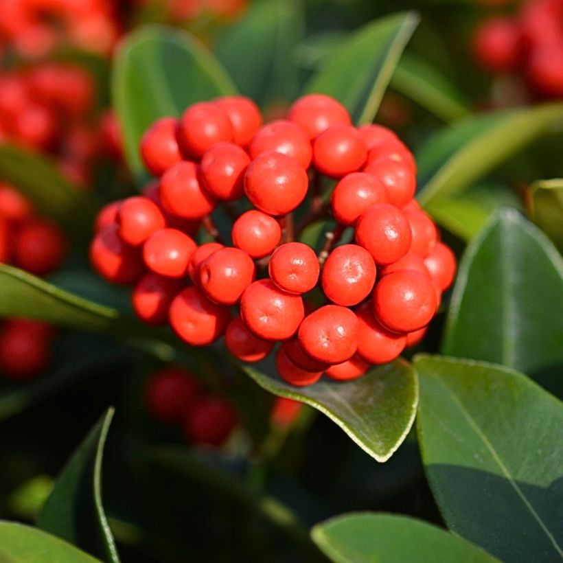 Skimmia japonica Temptation (Ernte)
