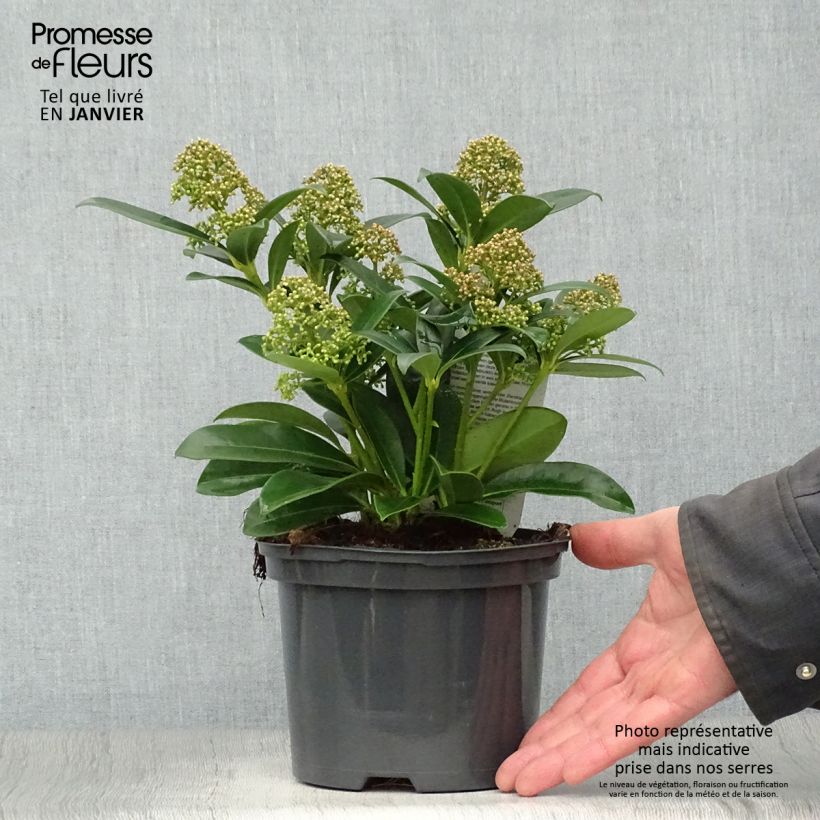 Exemplar von Skimmia japonica Fragrant Cloud Topf mit 2L/3L wie im Winter geliefert