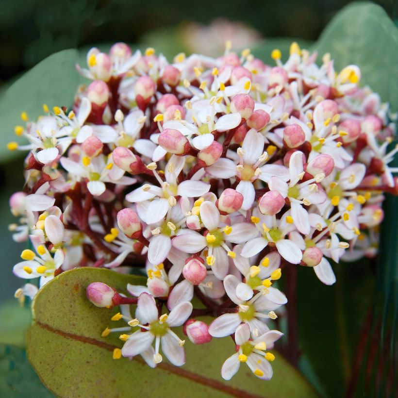 Skimmia japonica Godrie's Dwarf (Flowering)