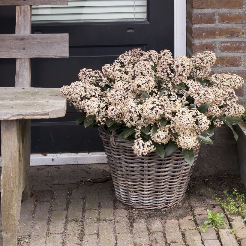 Skimmia japonica Godrie's Dwarf (Plant habit)