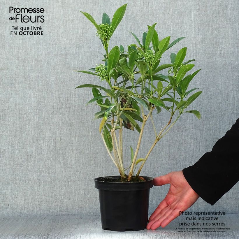 Example of Skimmia japonica Kew Green Topf mit 2L/3L as you get in automne