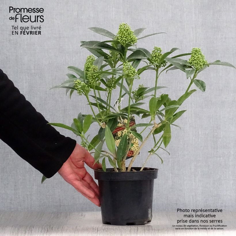 Exemplar von Skimmia japonica Kew Green Topf mit 2L/3L wie im Winter geliefert