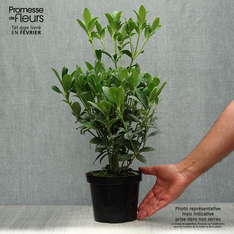 Example of Skimmia japonica Kew White Topf mit 2L/3L as you get in automne