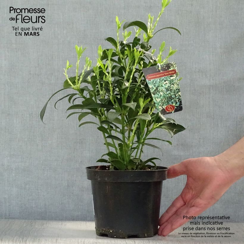 Exemplar von Skimmia japonica Kew White Topf mit 2L/3L wie im Frühjahr geliefert