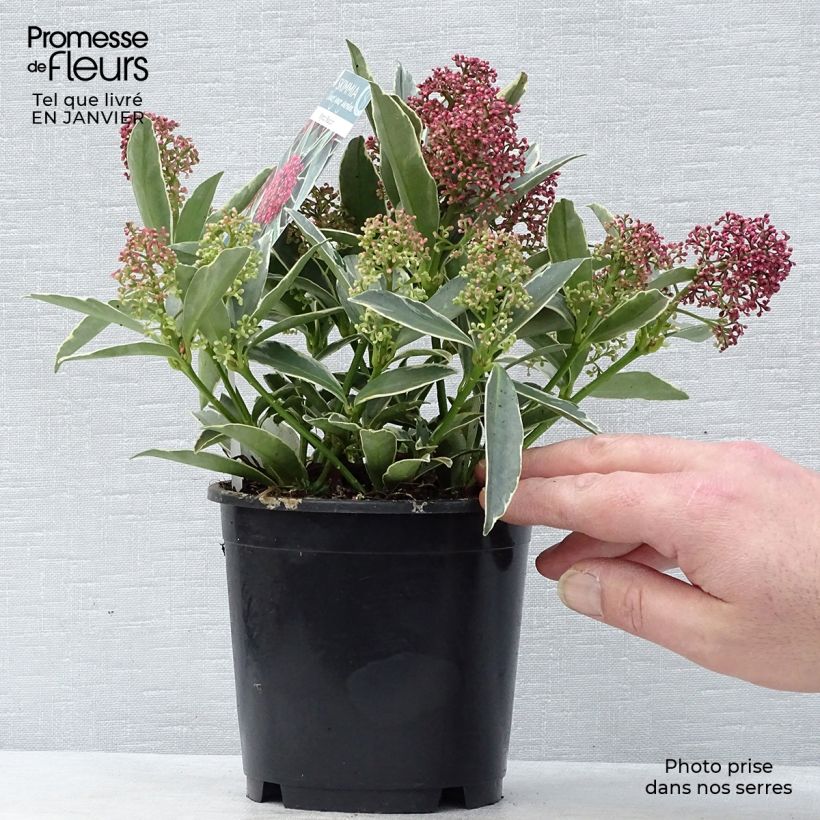 Example of Skimmia japonica Magic Marlot Topf mit 1L/1,5L as you get in hiver