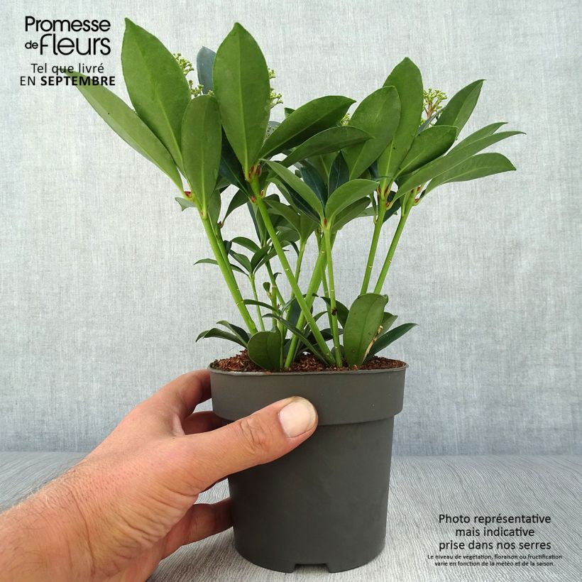 Example of Skimmia japonica Pink Dwarf Topf mit 1L/1,5L as you get in automne