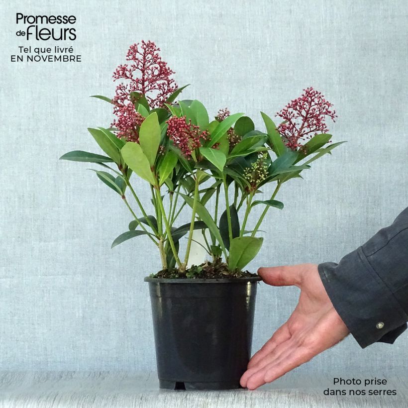 Example of Skimmia japonica Rubella Topf 12 cm / 13 cm as you get in automne