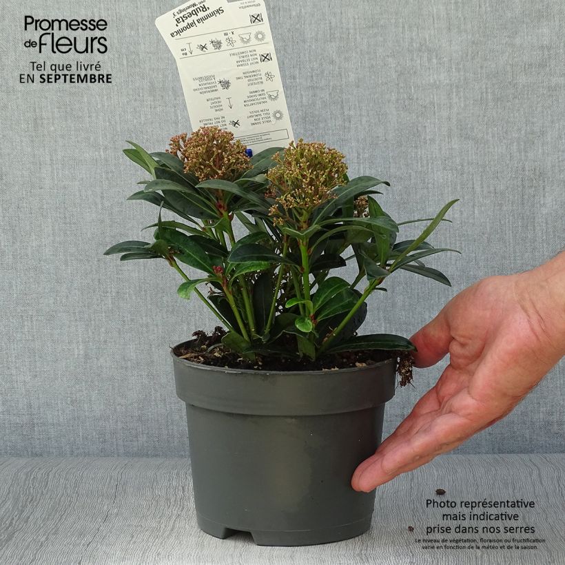 Example of Skimmia japonica Rubesta Topf mit 2L/3L as you get in automne