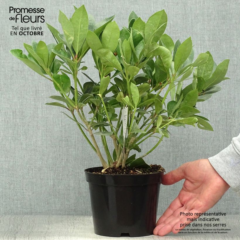 Example of Skimmia japonica Veitchii Topf mit 2L/3L as you get in automne