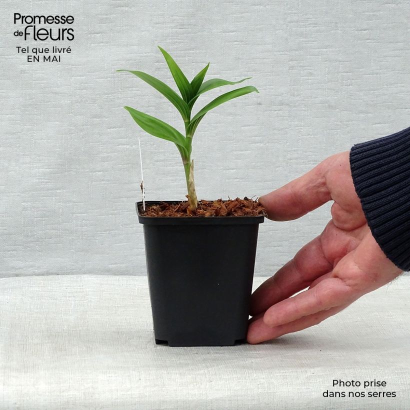 Exemplar von Smilacina racemosum - Traubiges Duftsiegel Kleine Töpfe von 8/9 cm wie im Frühjahr geliefert