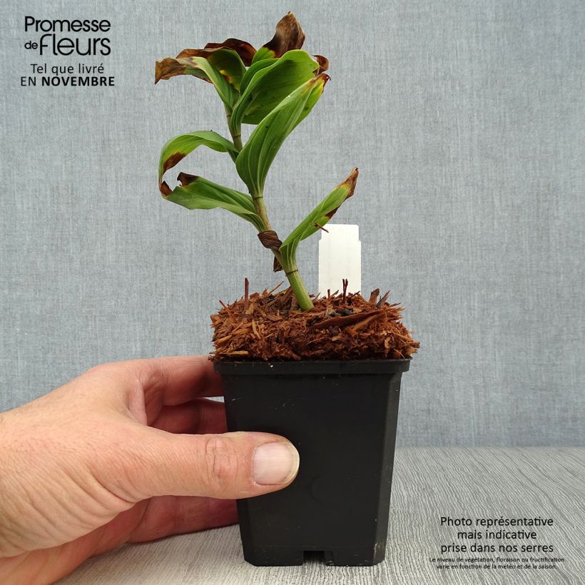 Example of Smilacina racemosum - Traubiges Duftsiegel Kleine Töpfe von 8/9 cm as you get in automne
