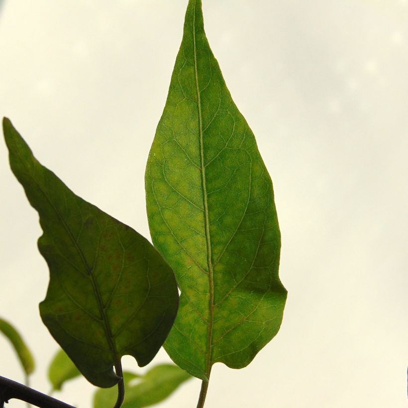 Solanum jasminoides Album - Jasminblütige Nachtschatten (Foliage)