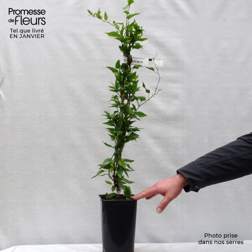 Exemplar von Solanum jasminoides Album - Jasminblütige Nachtschatten Topf mit 2L/3L wie im Winter geliefert