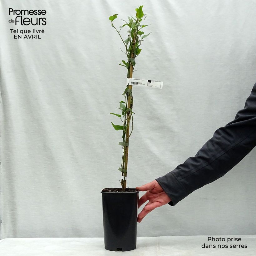 Exemplar von Solanum jasminoides Album - Jasminblütige Nachtschatten Topf mit 2L/3L wie im Frühjahr geliefert