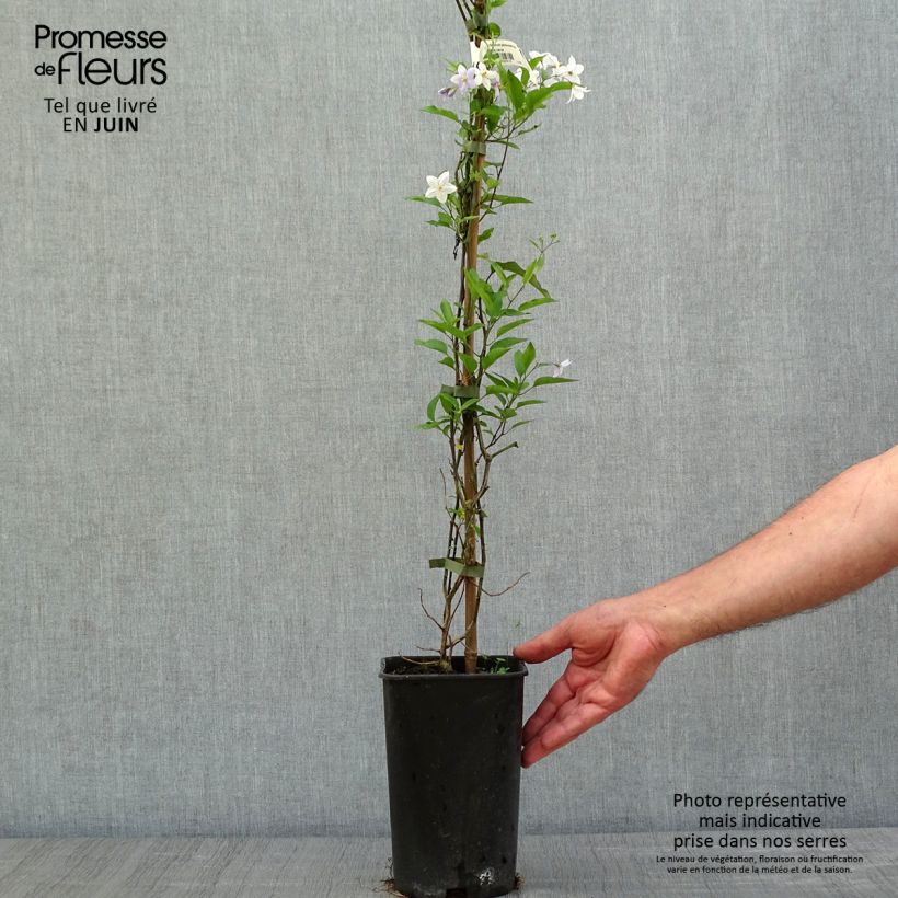 Exemplar von Solanum jasminoides Blue - Jasminblütige Nachtschatten Topf mit 2L/3L wie im Frühjahr geliefert