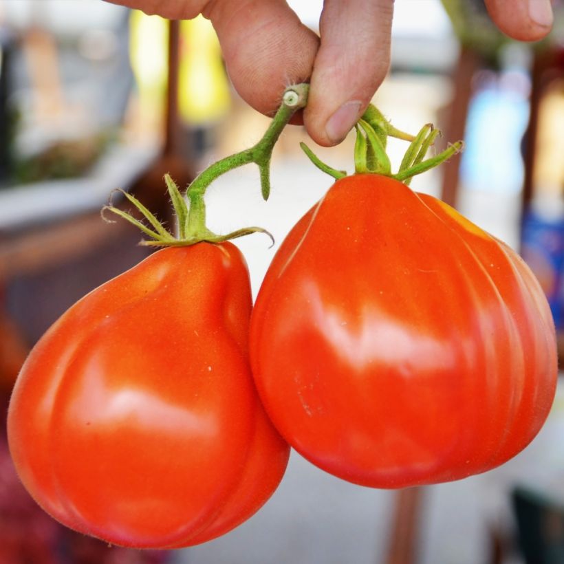 Tomate Liguria Bio (Ernte)