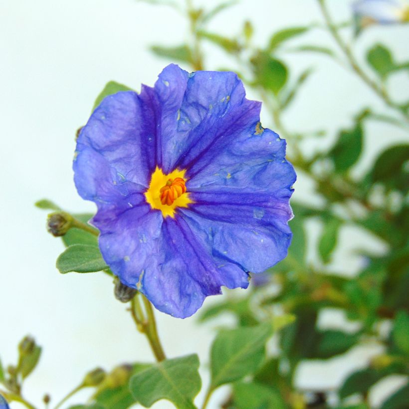 Solanum rantonnetii - Enzianstrauch (Flowering)